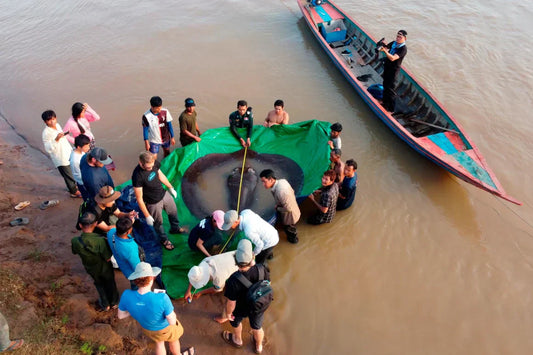 The world's largest freshwater fish was caught in Cambodia in 2022