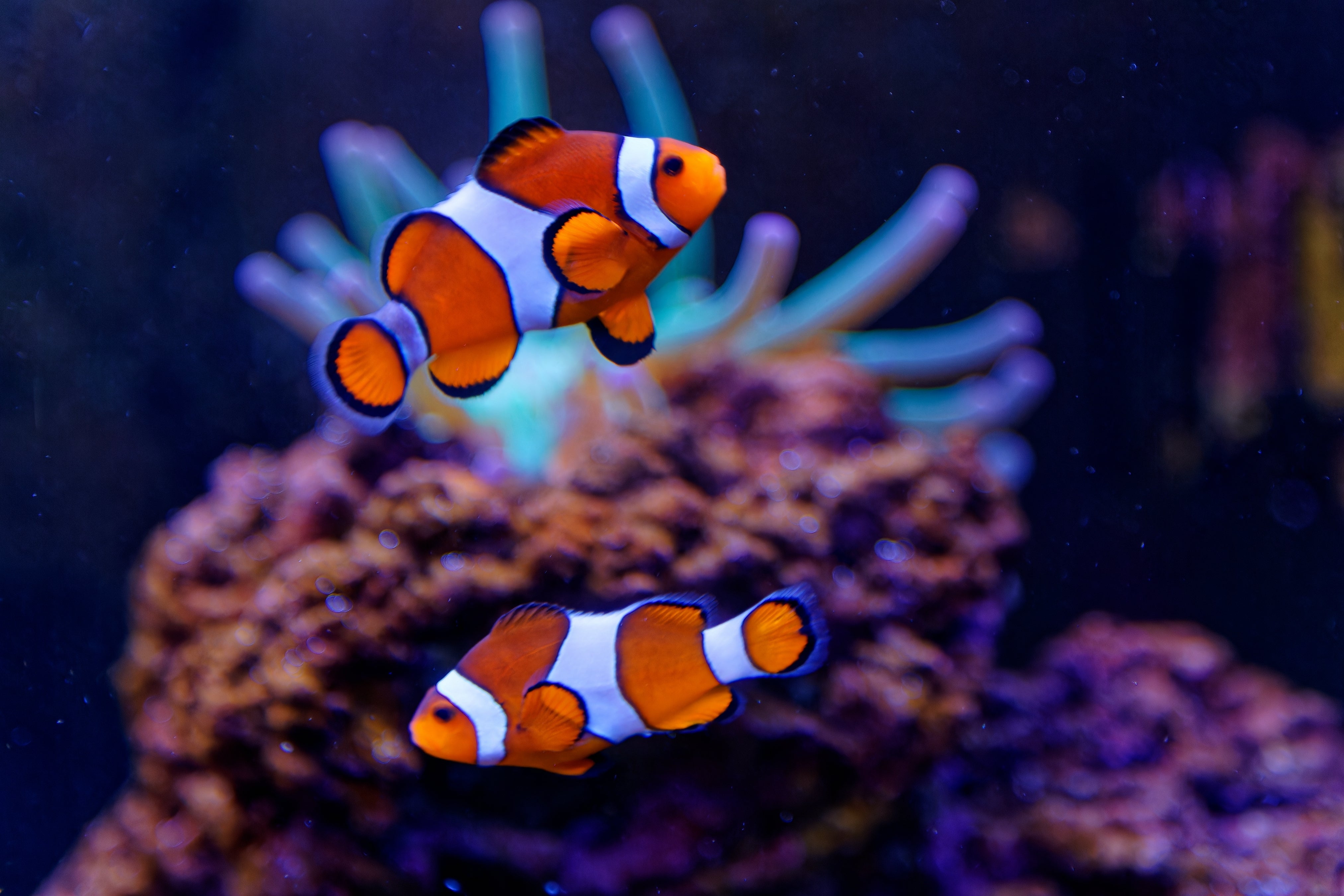 Creature Feature Clownfish Aquatica