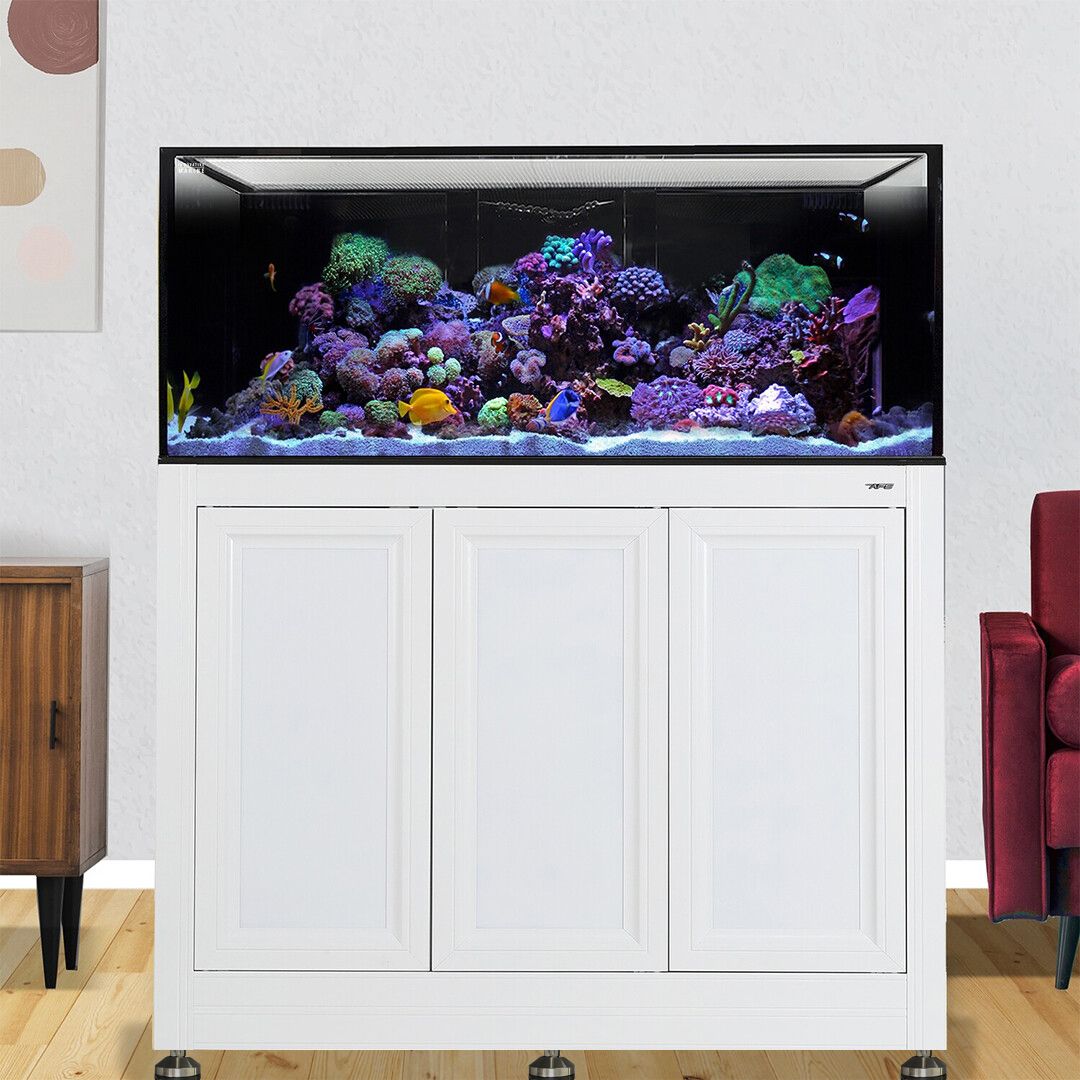 INT 150 Gallon Lagoon Aquarium Complete Reef System – White (Made to Order)