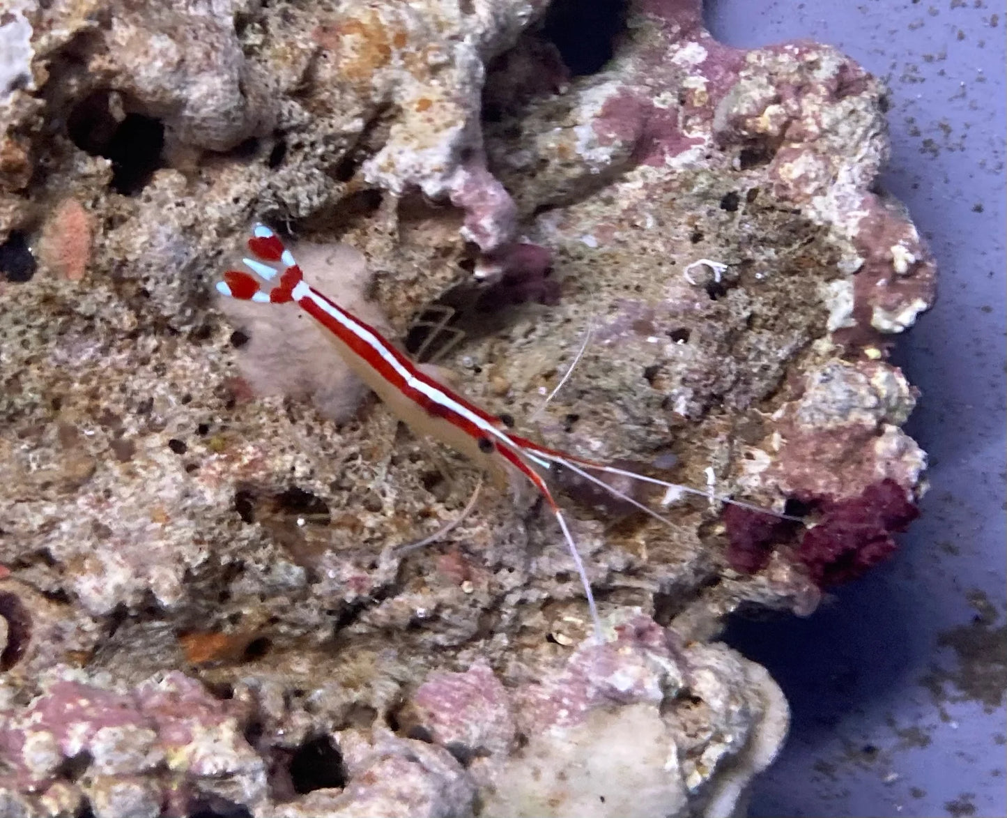 Cleaner Shrimp