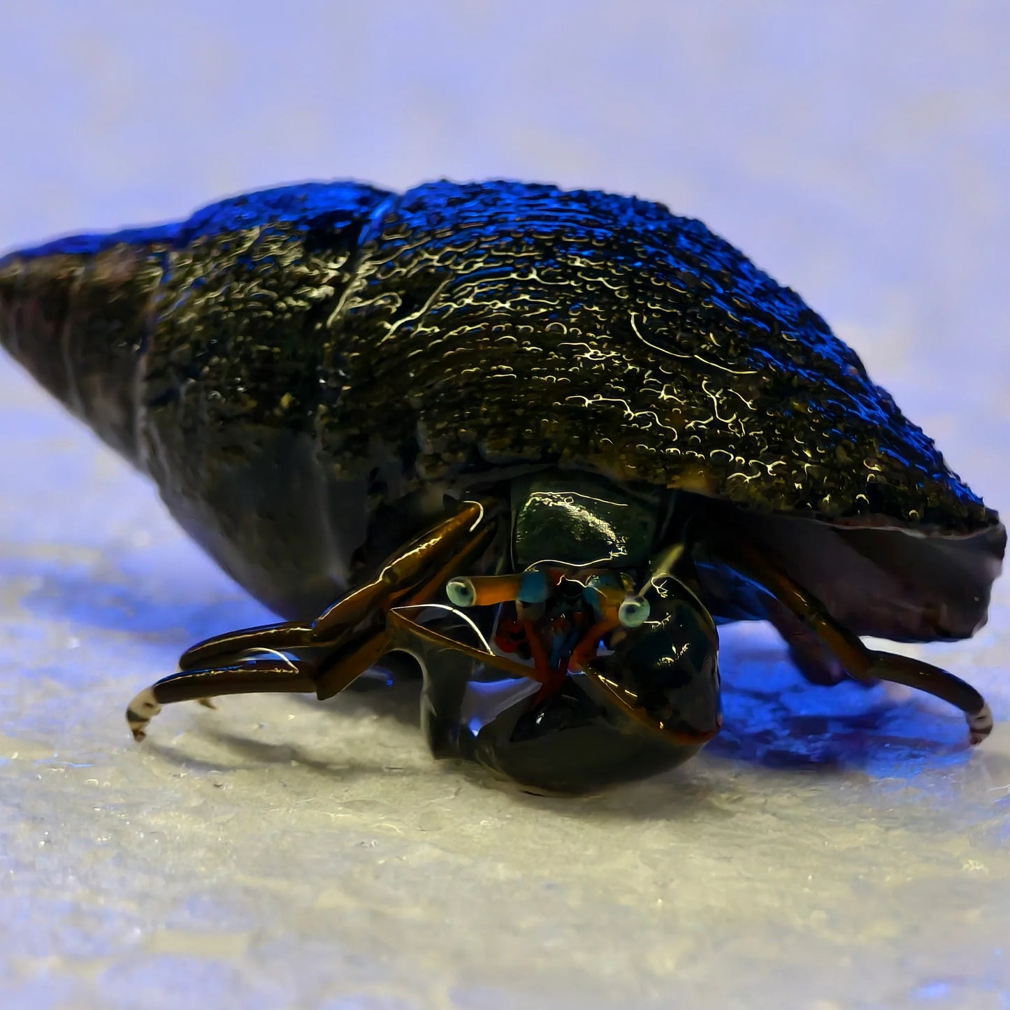 Reef Grazing Hermit Crab