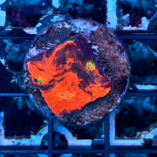WYSIWYG Magma Chalice Frag