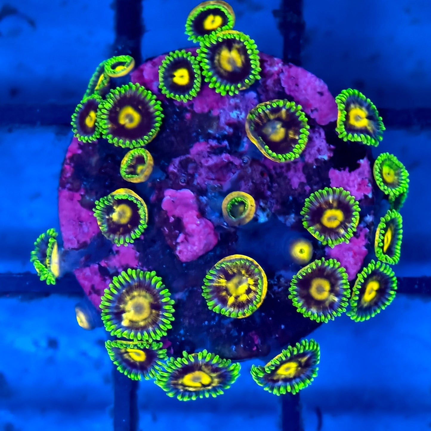 WYSIWYG Softies Frag Pack
