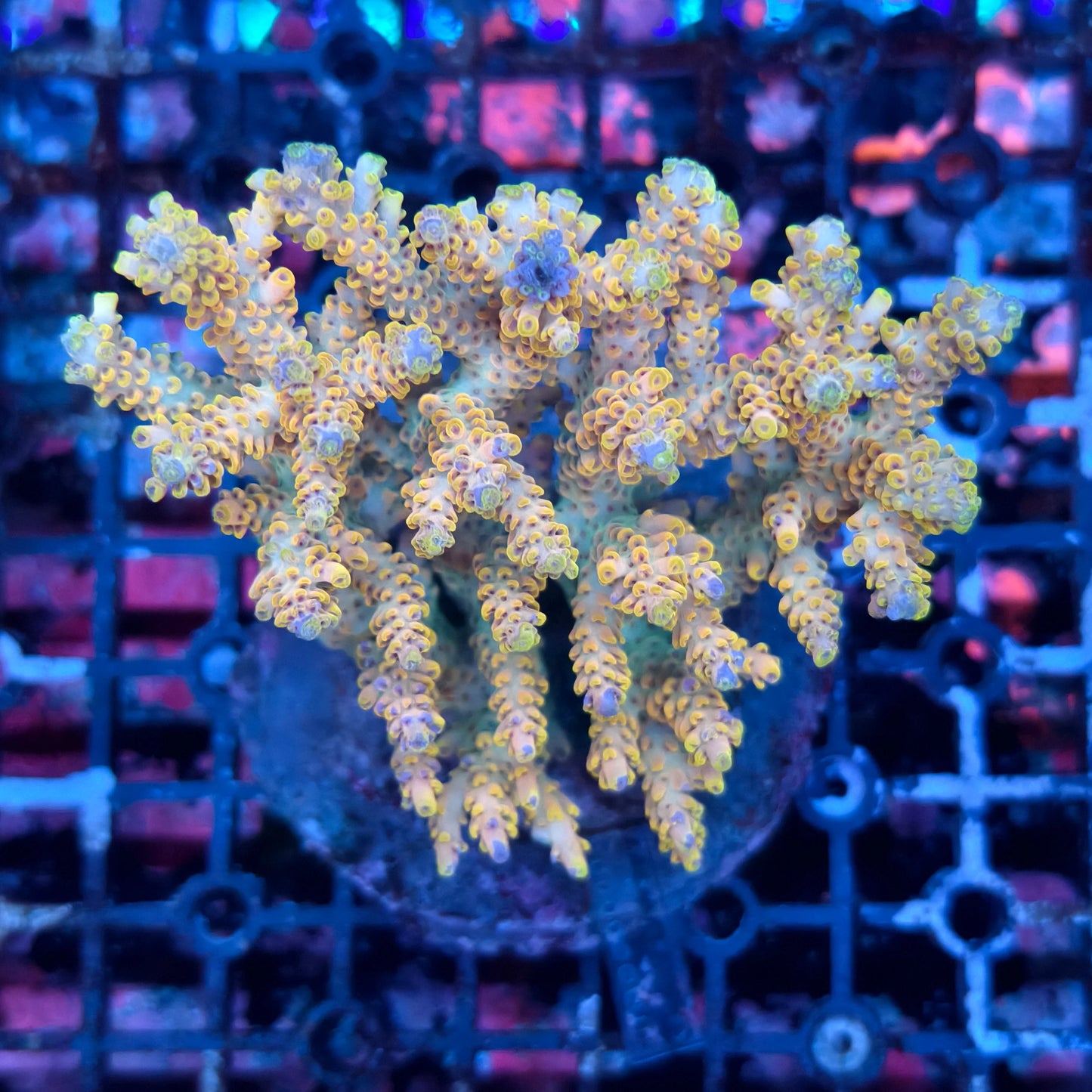 WYSIWYG Acropora sp. - A17