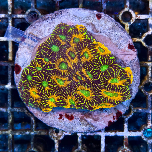 WYSIWYG Acanthastrea Echinata