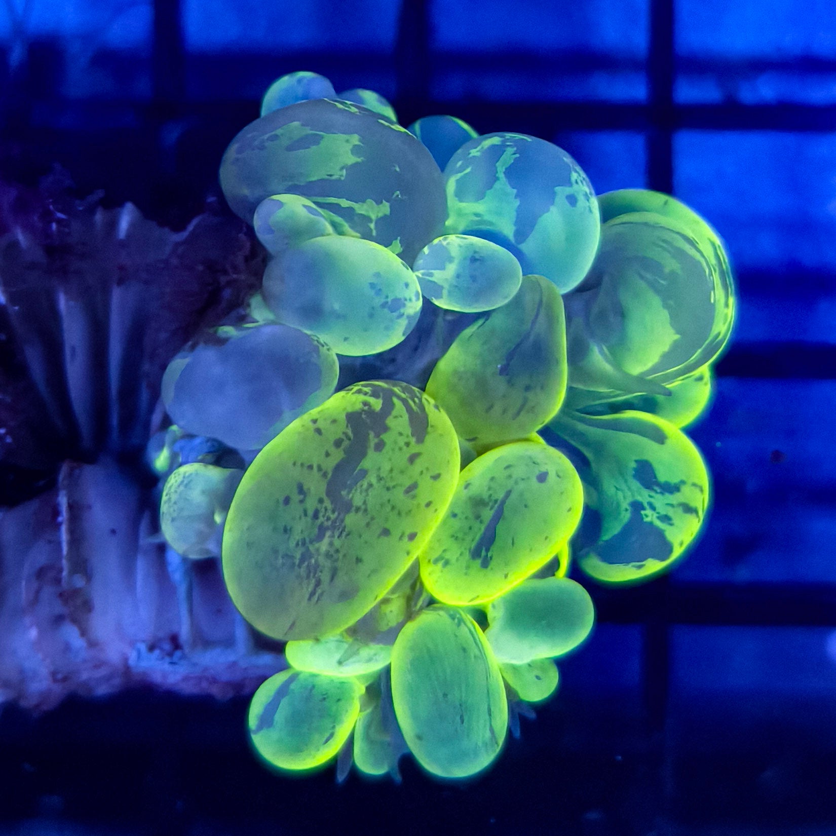 Coralꪔ̤̫ Birdsnest: Neon Green - Aquacultured - Sps - Coral