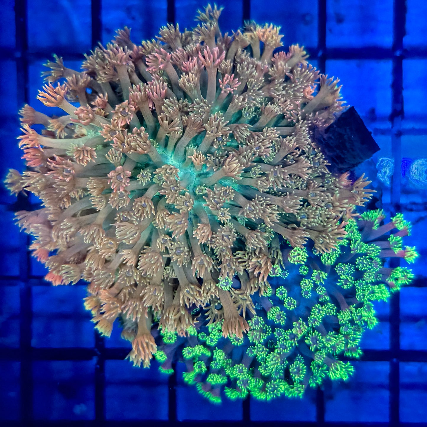 WYSIWYG Goniopora - Flowerpot Garden