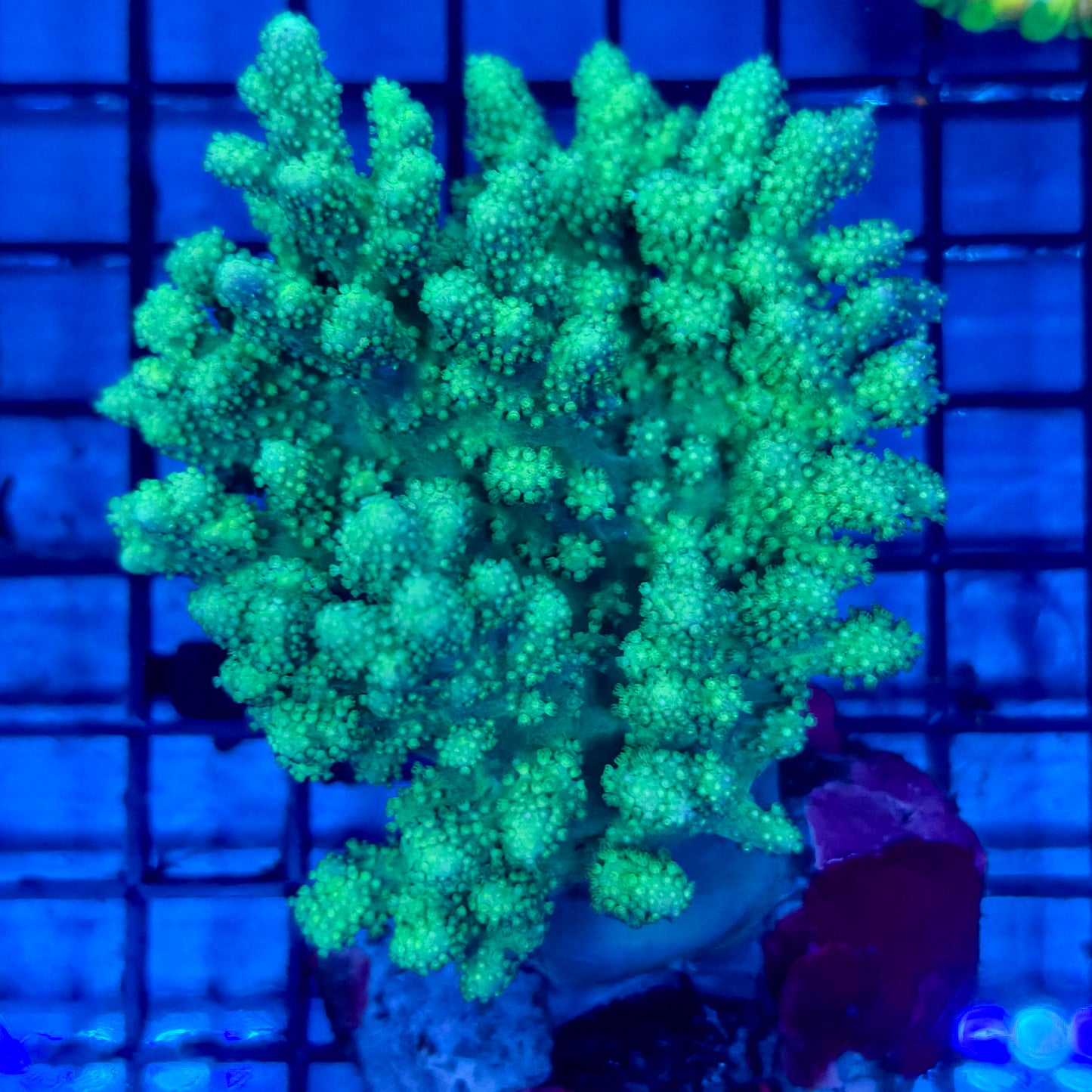 WYSIWYG C Neon Green Kenya Tree