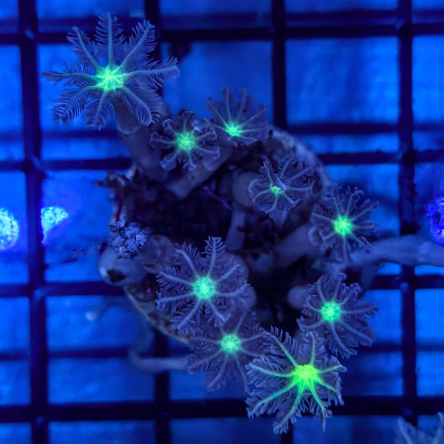 WYSIWYG Softies Frag Pack