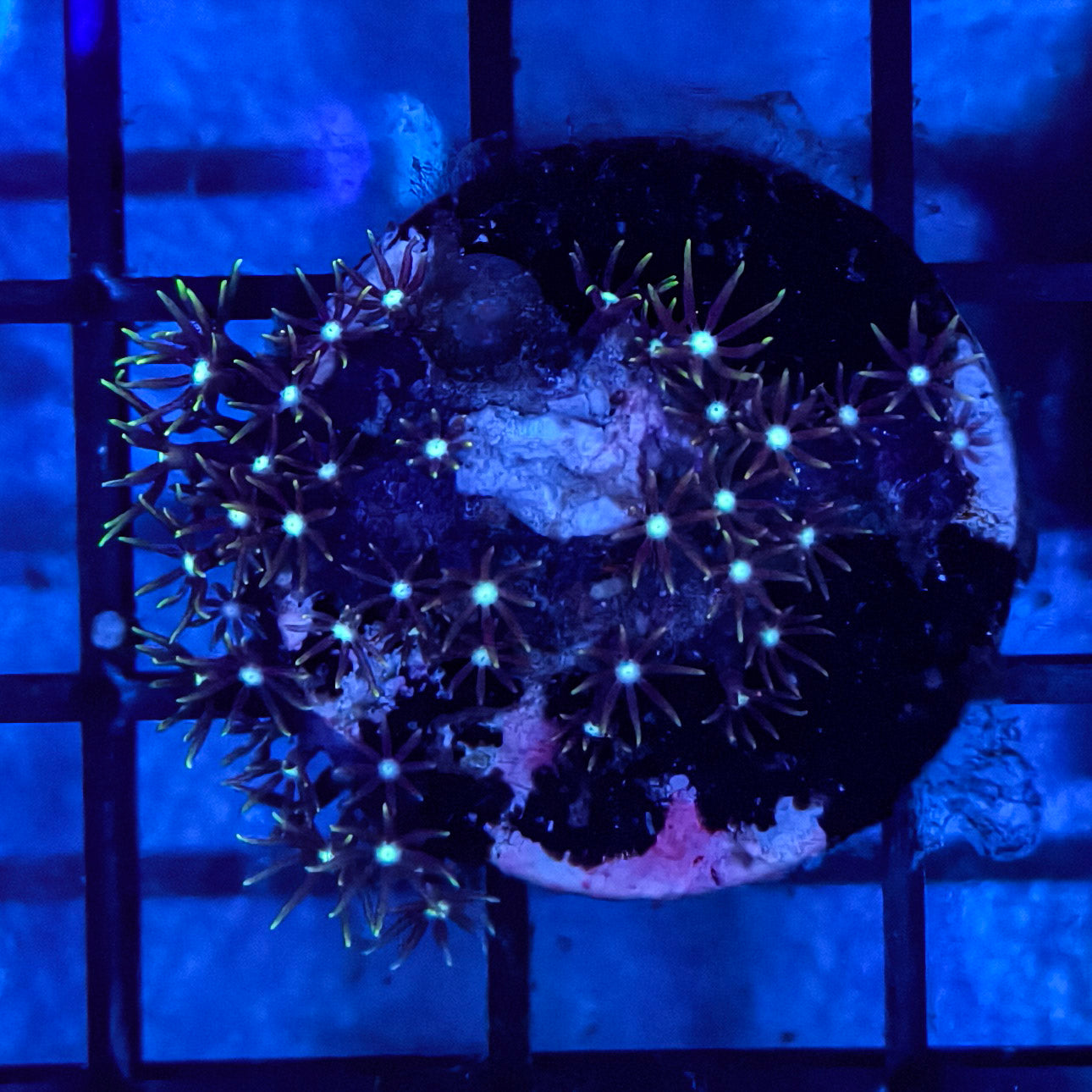 WYSIWYG Softies Frag Pack
