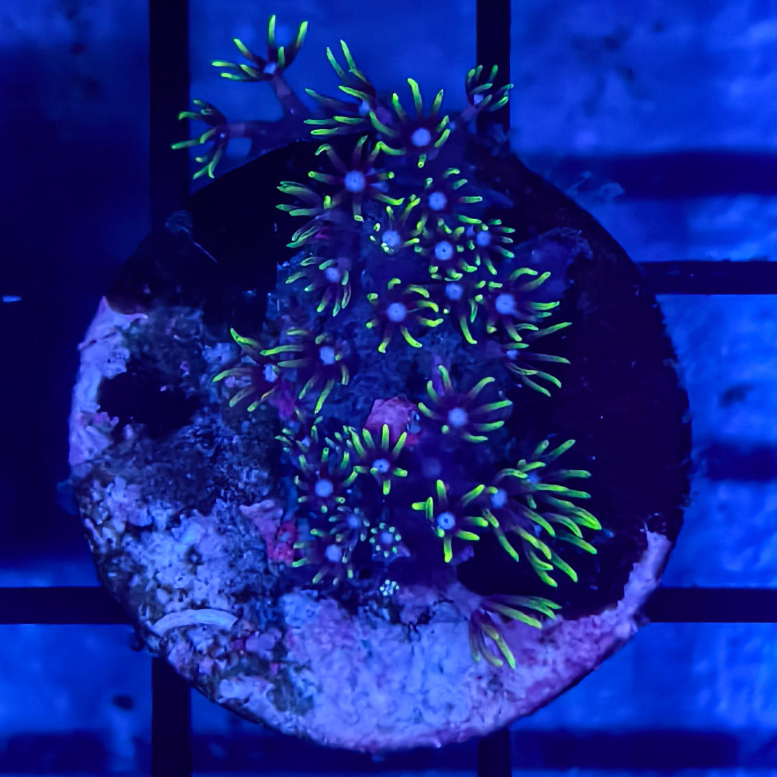 WYSIWYG Softies Frag Pack