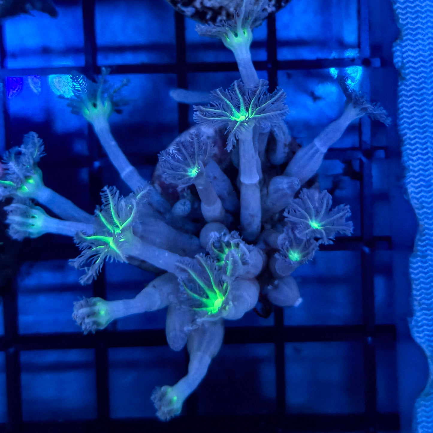 WYSIWYG Softies Frag Pack