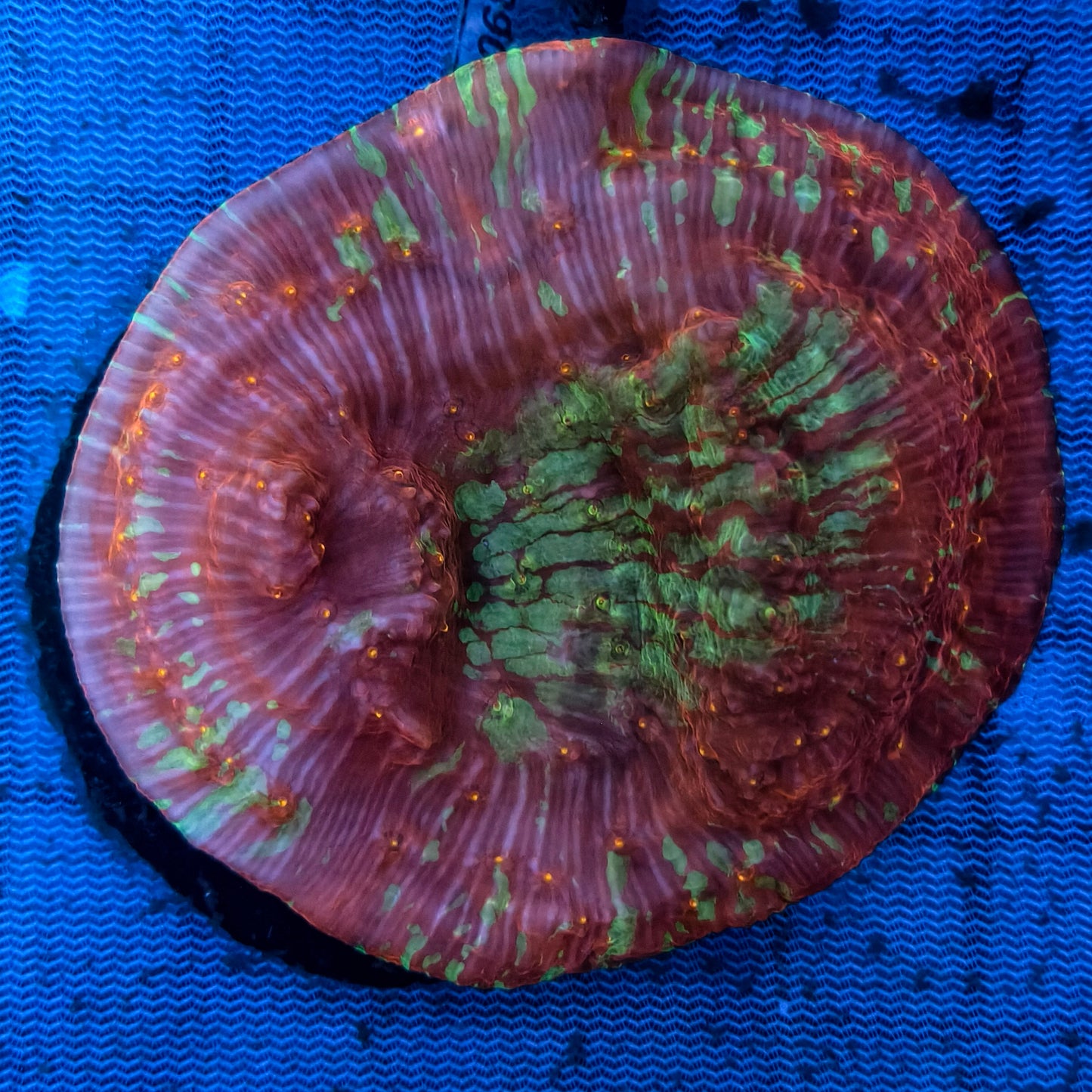 WYSIWYG Chalice Coral