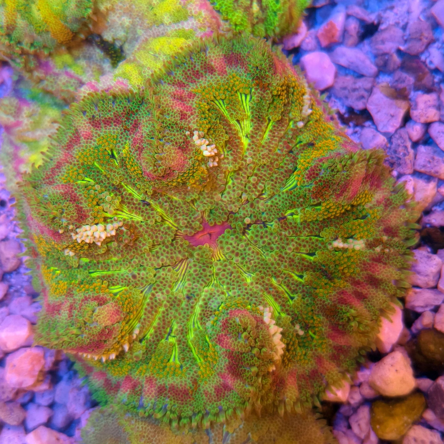 Maxi-Min Carpet Anemone - Cryptodendrum Sp.