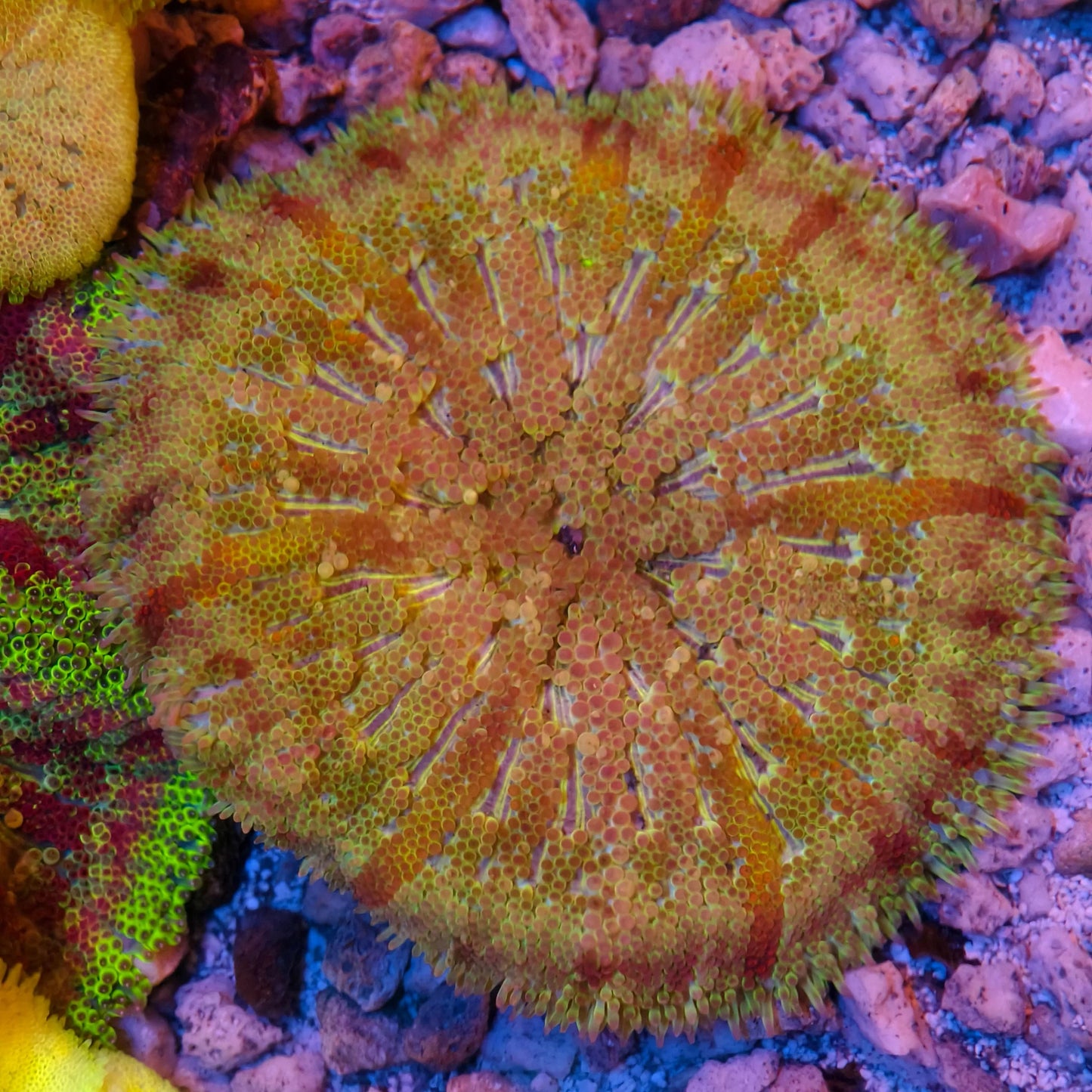 Maxi-Min Carpet Anemone - Cryptodendrum Sp.