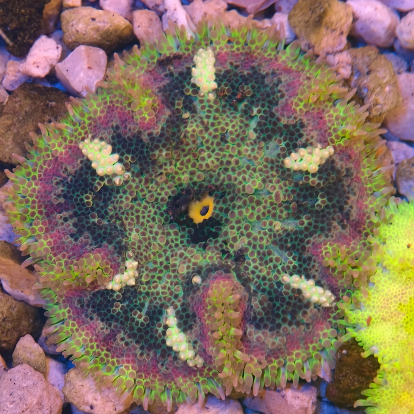 Maxi-Min Carpet Anemone - Cryptodendrum Sp.