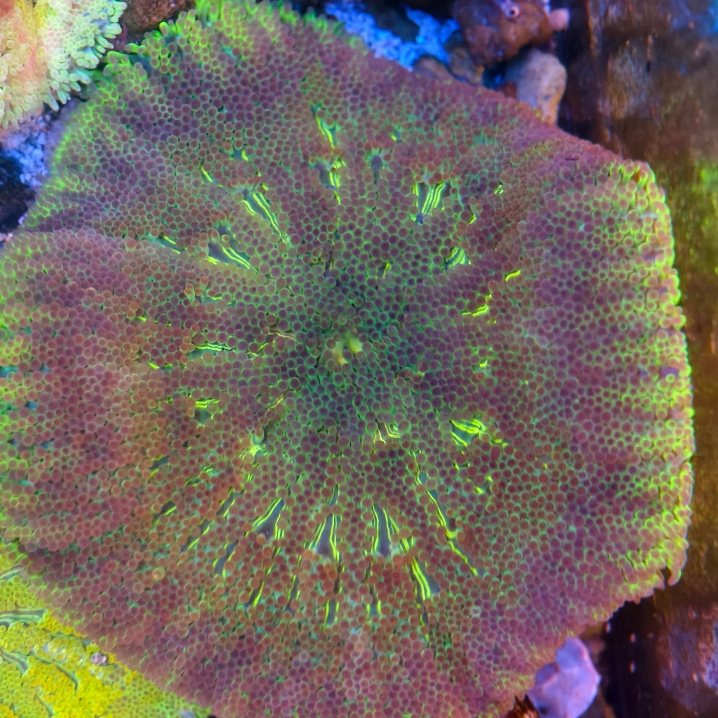 Maxi-Min Carpet Anemone - Cryptodendrum Sp.