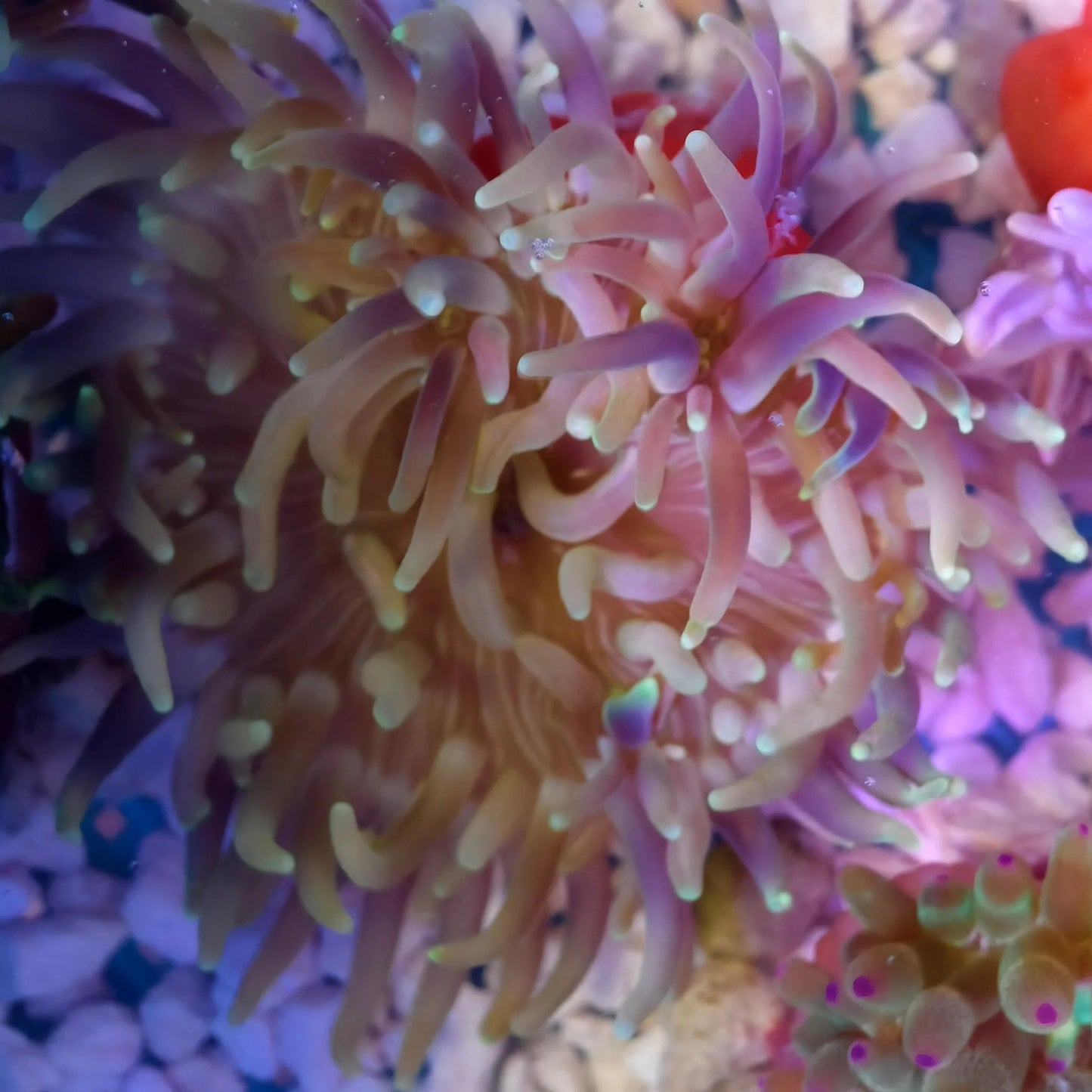 Long Tentacle Anemone - Macrodactyla Doreensis