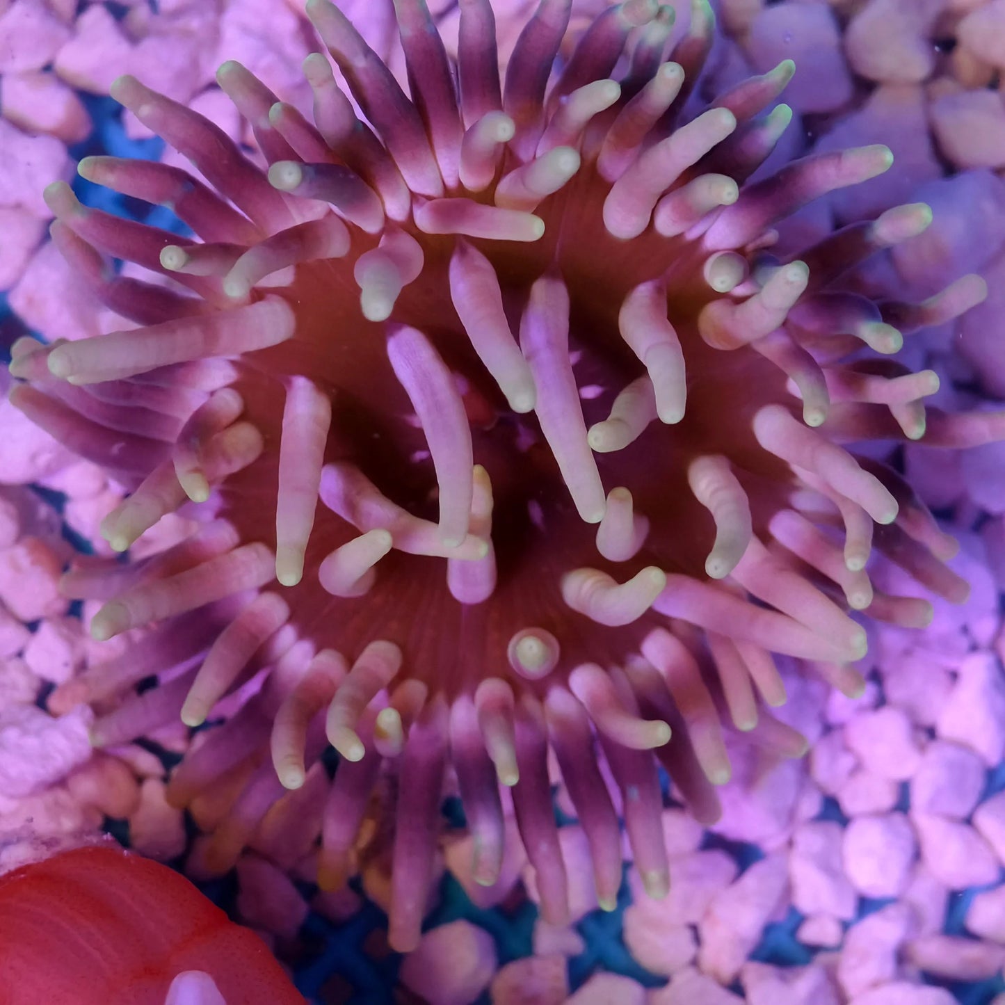 Long Tentacle Anemone - Macrodactyla Doreensis