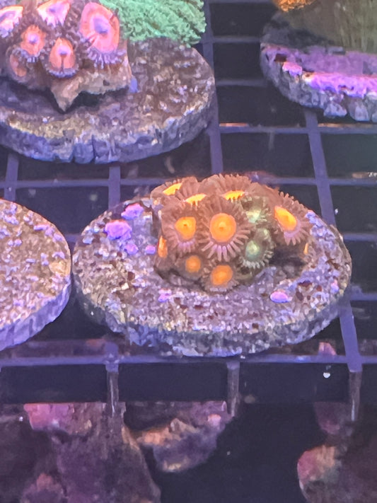 Orange/Green Zoanthid