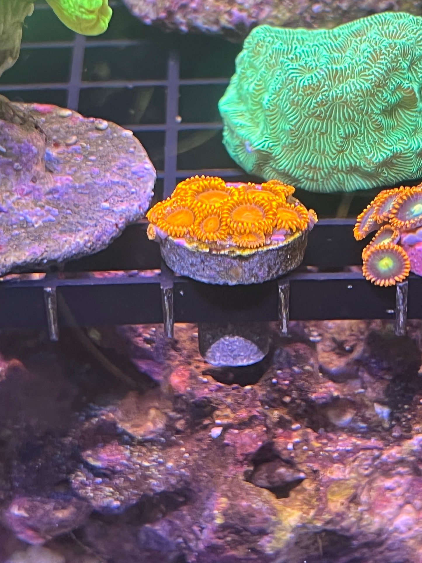 Orange Bam Bam Zoanthid