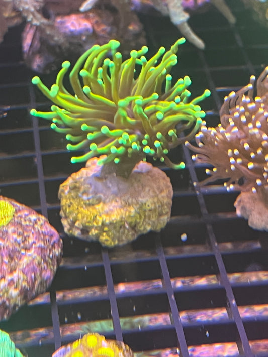 Green Torch