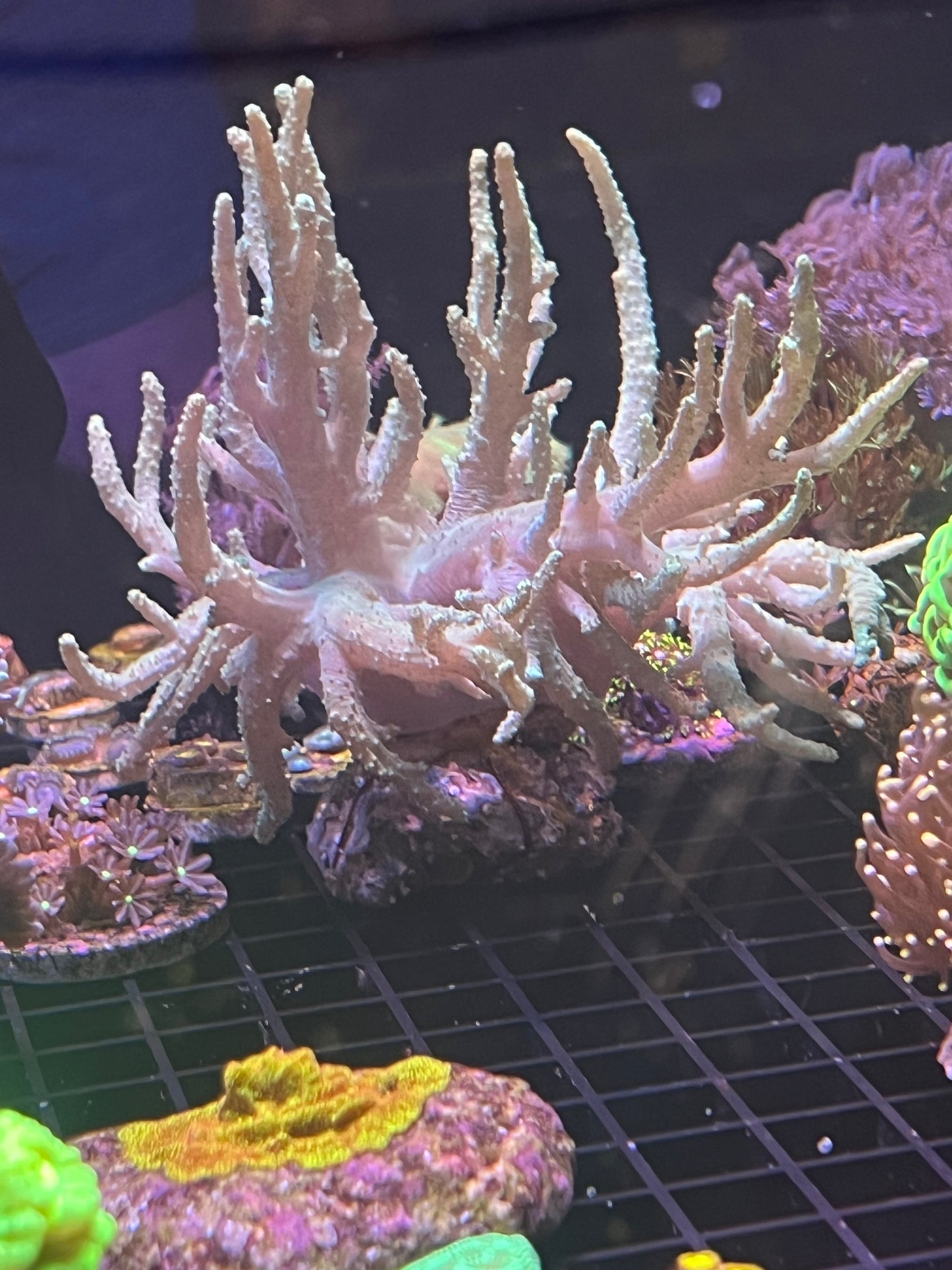 Finger Coral Leather