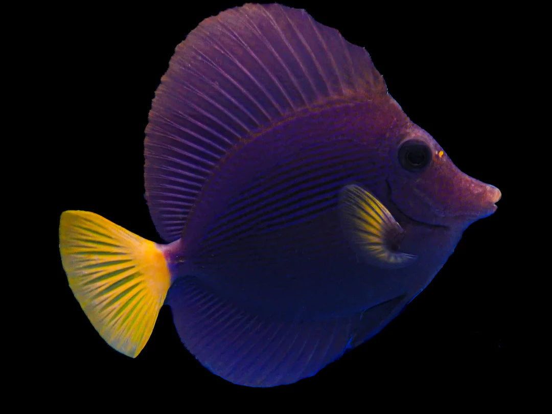 Purple Tang