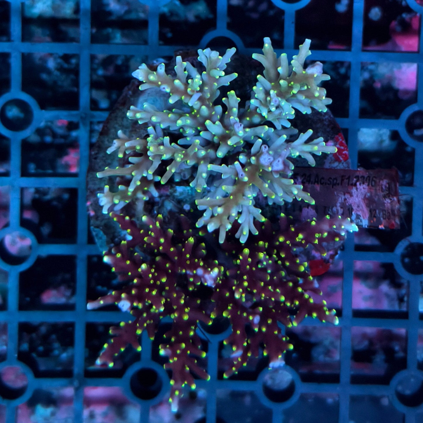 WYSIWYG Acropora sp. - A21