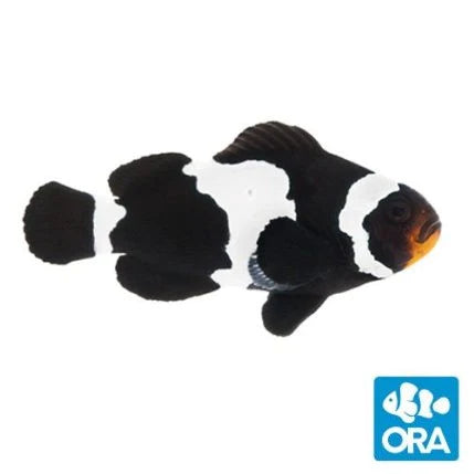 Black Snowflake Ocellaris Clownfish (Pair)