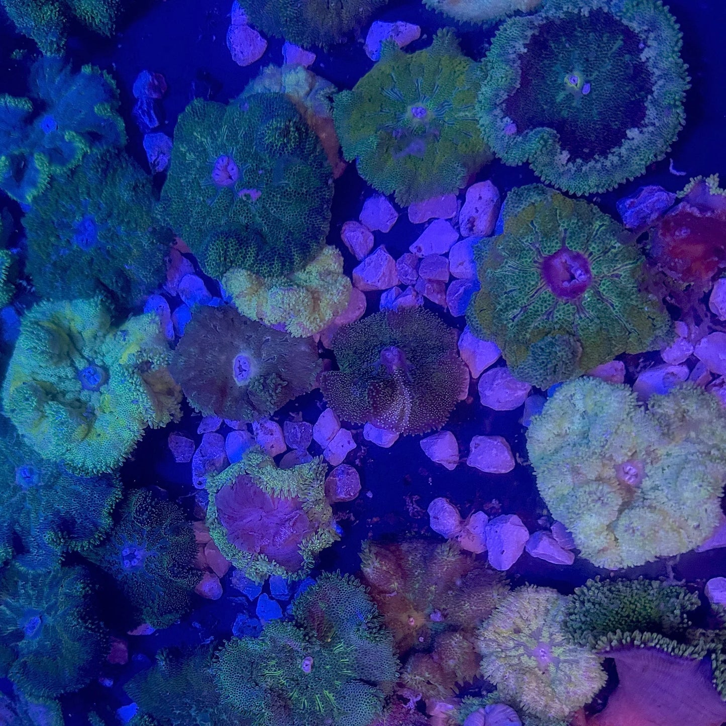 Maxi-Min Carpet Anemone - Cryptodendrum Sp.