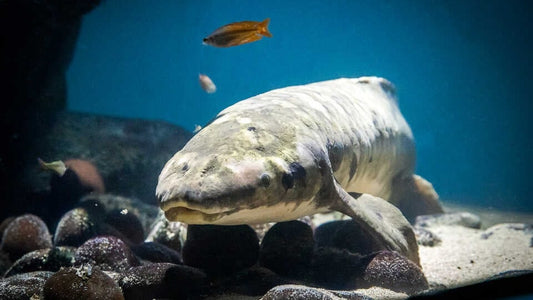 The World’s Oldest Aquarium Fish, Methuselah