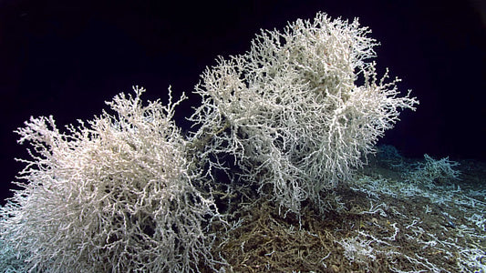 New Deep Water Coral Reef Found