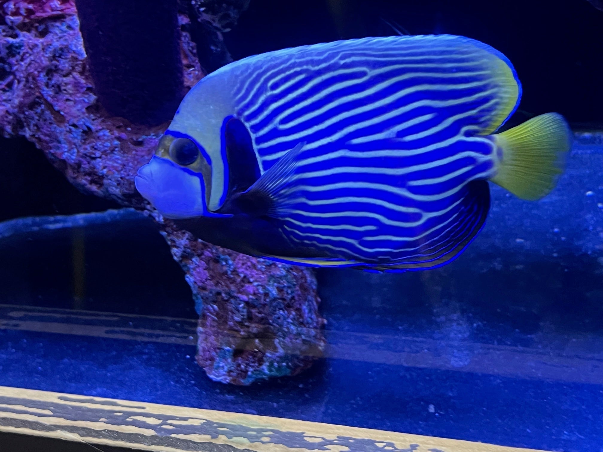 October Aquanews - Fish Sale and More!