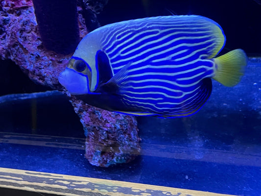 October Aquanews - Fish Sale and More!