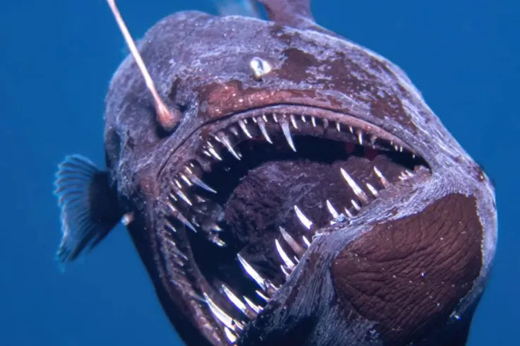 Rare deep sea anglefish swims to the surface!