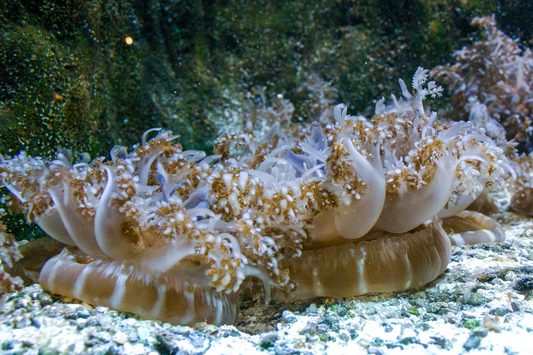 The Topsy Curvy World of an Upside Down Jellyfish