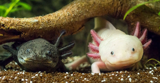 Captive bred Axolotl could start a comeback in Mexico City