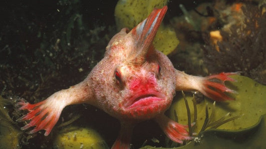 RARE Fish - The Red Handfish of Tasmania