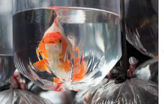 How to Acclimate Your New Fish Purchased In Store