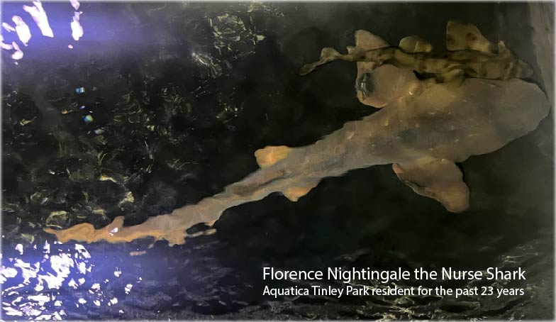 Creature Feature: Interview with a Nurse Shark