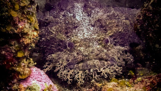 Researchers are unlocking the language of fish