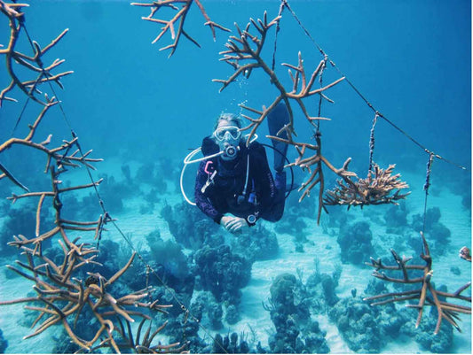 Hybridization could save coral reefs