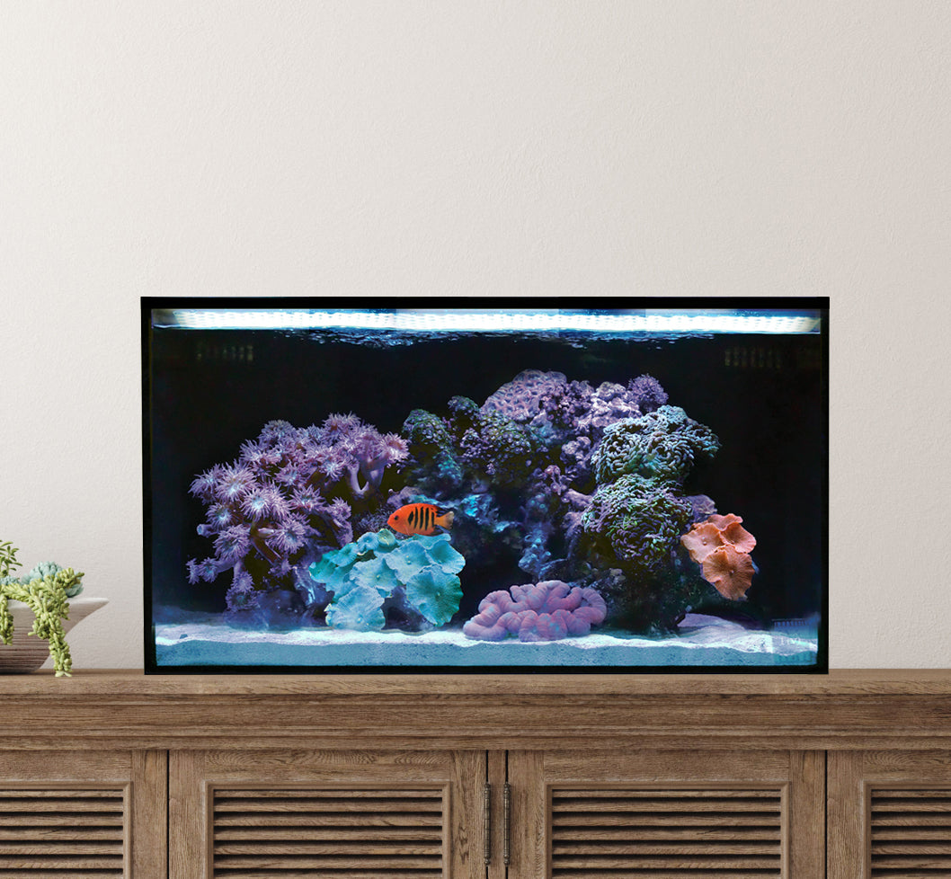 Fusion | 20 AIO Long Aquarium [Desktop Starter Kit]