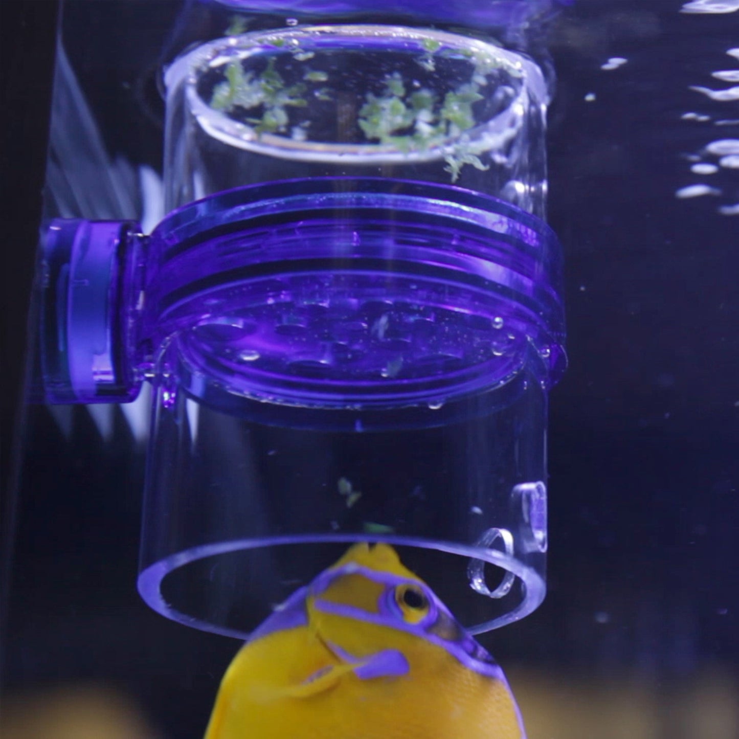 Gourmet Defroster Pro Magnetic Frozen Fish Food Feeder