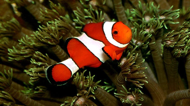 Orange Standard Ocellaris Clownfish (Large)