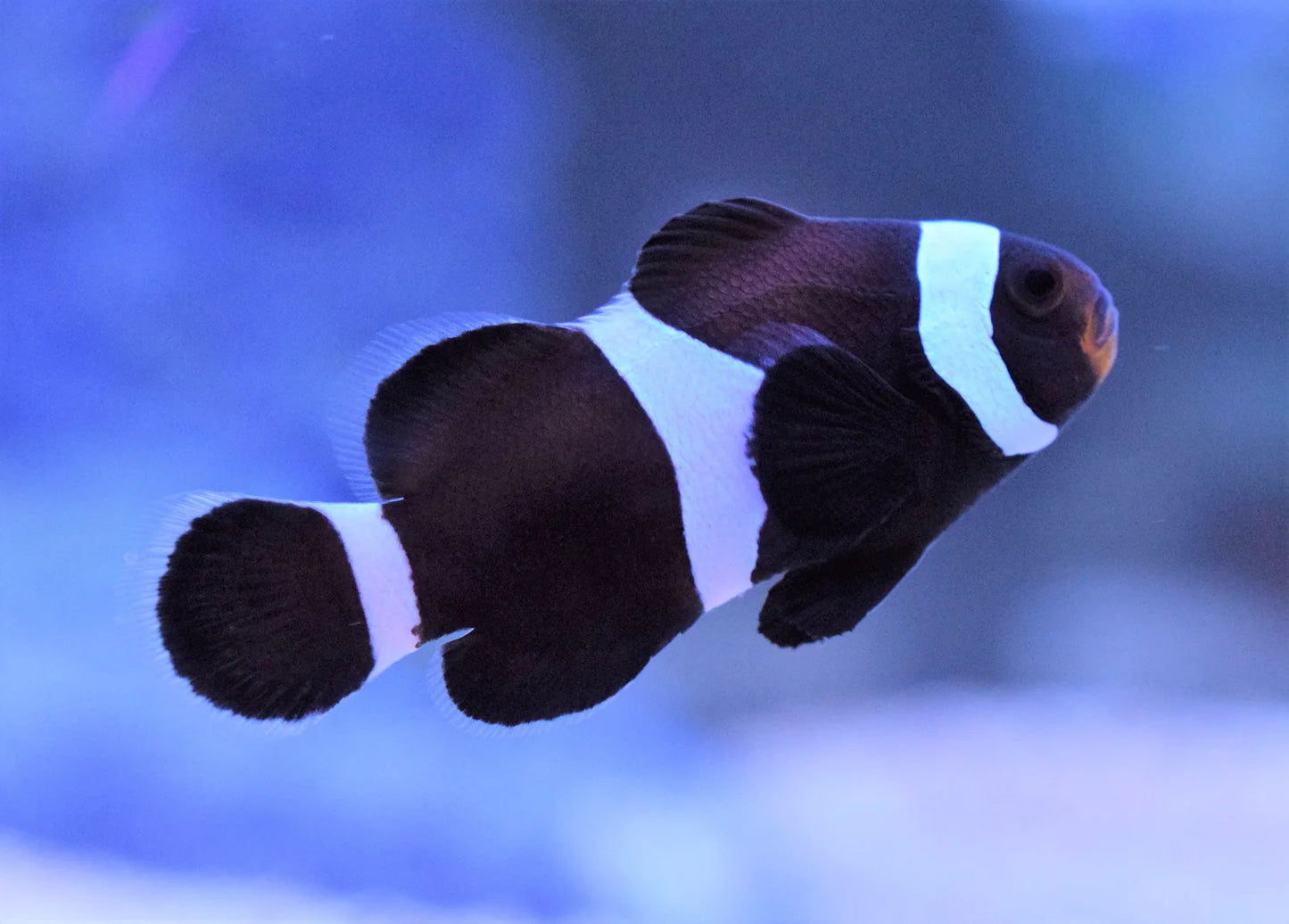 Black Ocellaris Clownfish