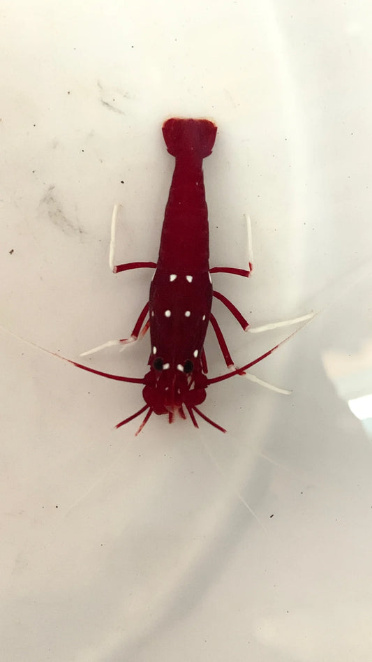 Fire Shrimp