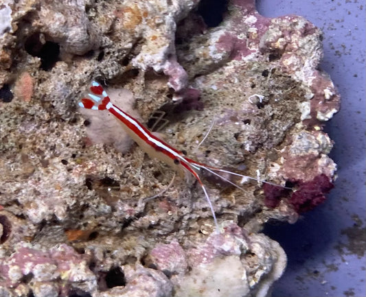 Cleaner Shrimp