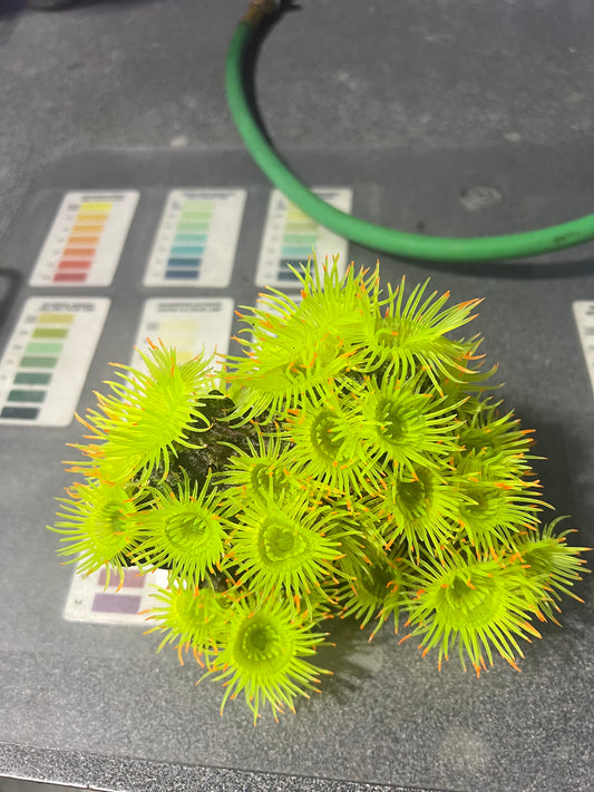 Decoration - Coral Chartruese